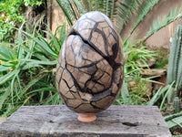 Polished Septerye Sauvage Dragons Egg x 1 From Madagascar - Toprock Gemstones and Minerals 