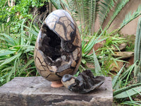 Polished Septerye Sauvage Dragons Egg x 1 From Madagascar - Toprock Gemstones and Minerals 