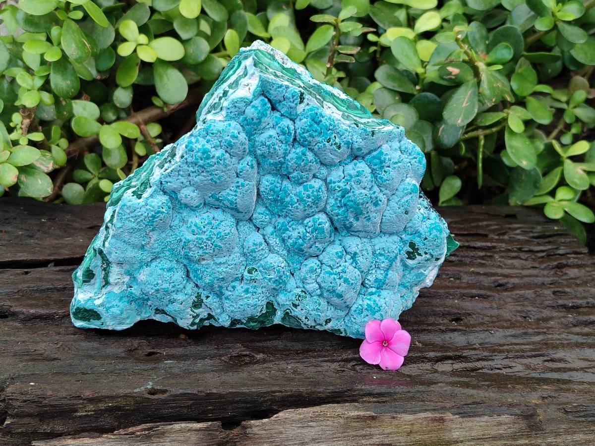 Natural Botryoidal Malacolla Specimen x 1 From Kulukuluku, Congo - Toprock Gemstones and Minerals 