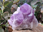 Natural Jacaranda Amethyst Quartz Clusters x 2 From Mumbwa, Zambia - Toprock Gemstones and Minerals 