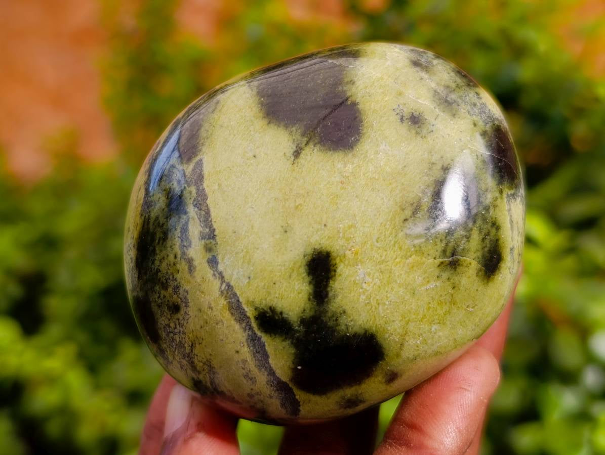 Polished Leopard Stone Free Forms x 7 From Nyanga, Zimbabwe - Toprock Gemstones and Minerals 