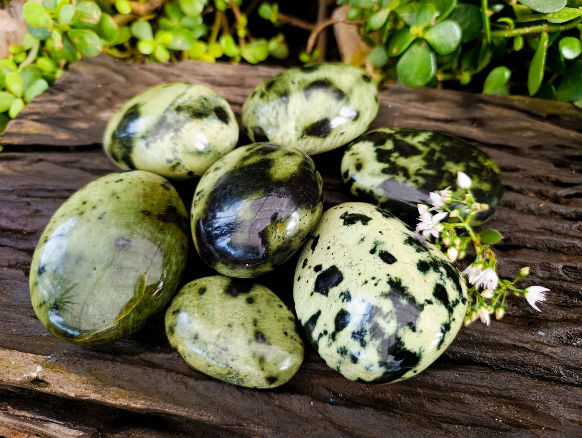 Polished Leopard Stone Free Forms x 7 From Nyanga, Zimbabwe - Toprock Gemstones and Minerals 