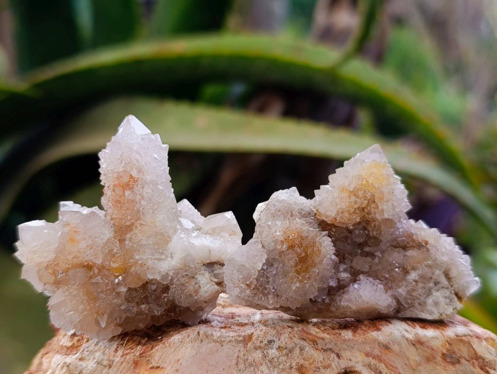 Natural Golden Limonite Coated Spirit Quartz Crystals x 35 From Boekenhouthoek, South Africa - Toprock Gemstones and Minerals 