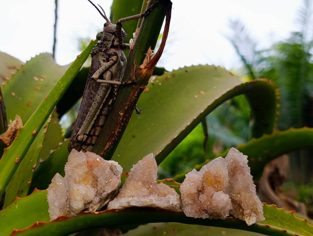 Natural Golden Limonite Coated Spirit Quartz Crystals x 35 From Boekenhouthoek, South Africa - Toprock Gemstones and Minerals 