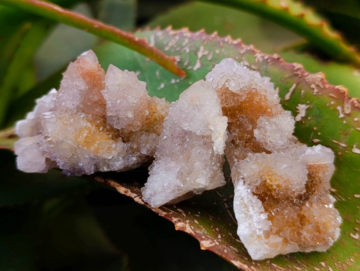 Natural Golden Limonite Coated Spirit Quartz Crystals x 35 From Boekenhouthoek, South Africa - Toprock Gemstones and Minerals 