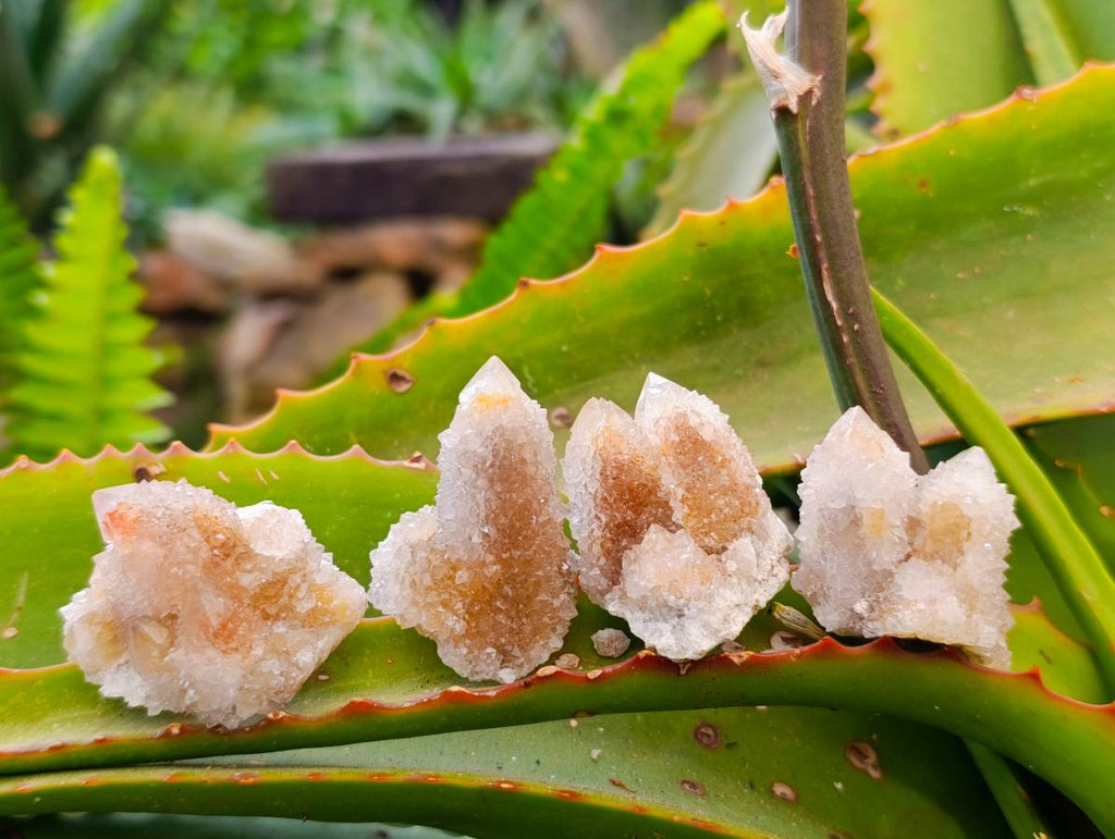 Natural Golden Limonite Coated Spirit Quartz Crystals x 35 From Boekenhouthoek, South Africa - Toprock Gemstones and Minerals 