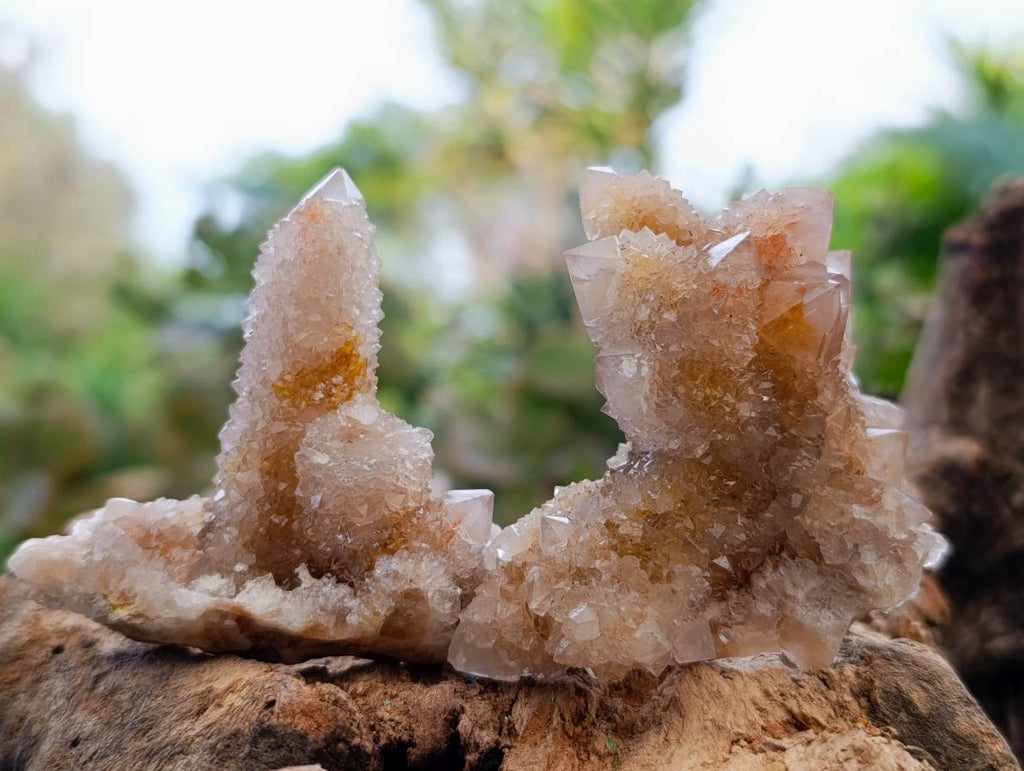 Natural Golden Limonite Coated Spirit Quartz Crystals x 35 From Boekenhouthoek, South Africa - Toprock Gemstones and Minerals 