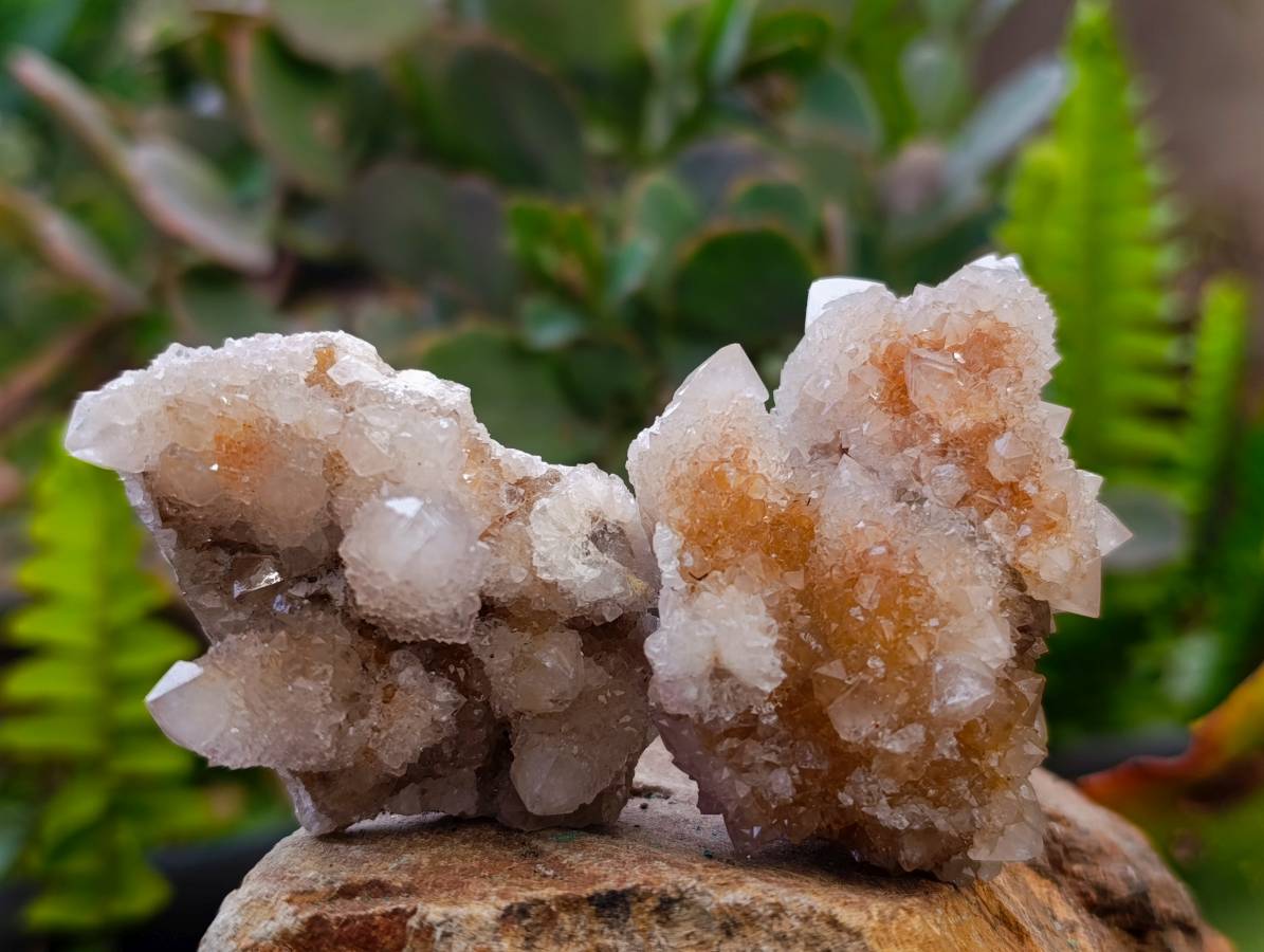 Natural Golden Limonite Coated Spirit Quartz Crystals x 35 From Boekenhouthoek, South Africa - Toprock Gemstones and Minerals 