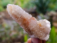 Natural Golden Limonite Coated Spirit Quartz Crystals x 35 From Boekenhouthoek, South Africa