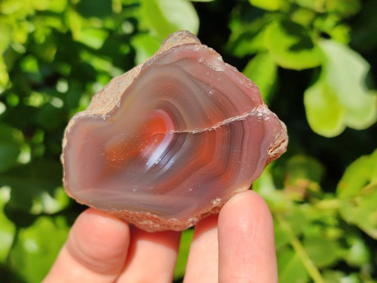 Polished On One Side Red Sashe River Agate Nodules x 12 From Zimbabwe - Toprock Gemstones and Minerals 