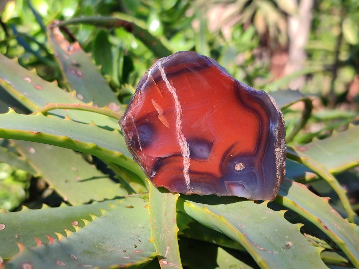 Polished On One Side Red Sashe River Agate Nodules x 12 From Zimbabwe - Toprock Gemstones and Minerals 