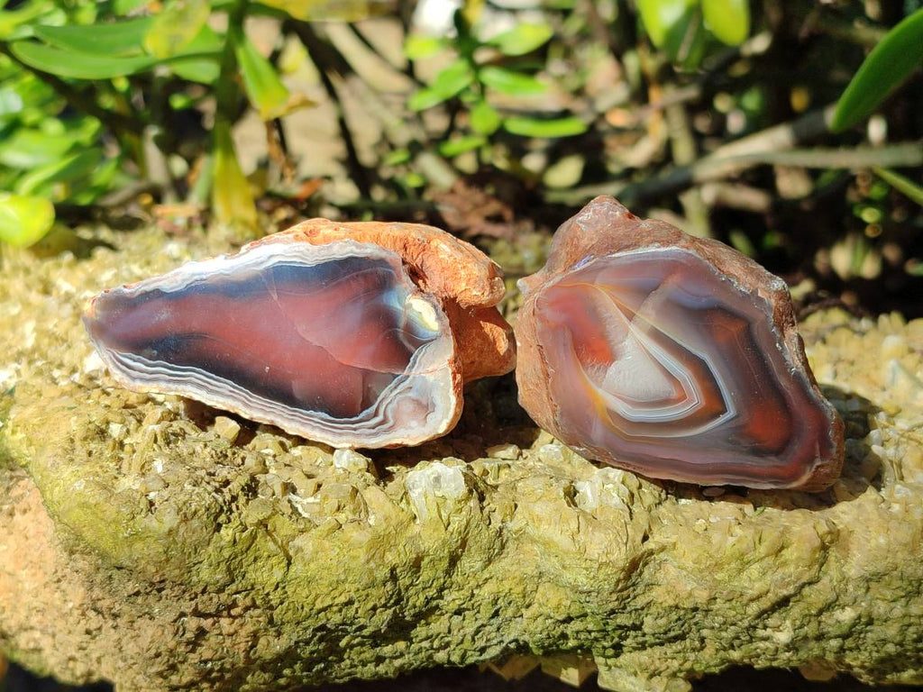 Polished On One Side Red Sashe River Agate Nodules x 12 From Zimbabwe - Toprock Gemstones and Minerals 