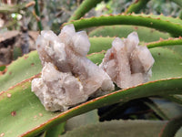 Natural Limonite Coated Fairy Spirit Quartz Clusters x 12 From Boekenhouthoek, South Africa - Toprock Gemstones and Minerals 