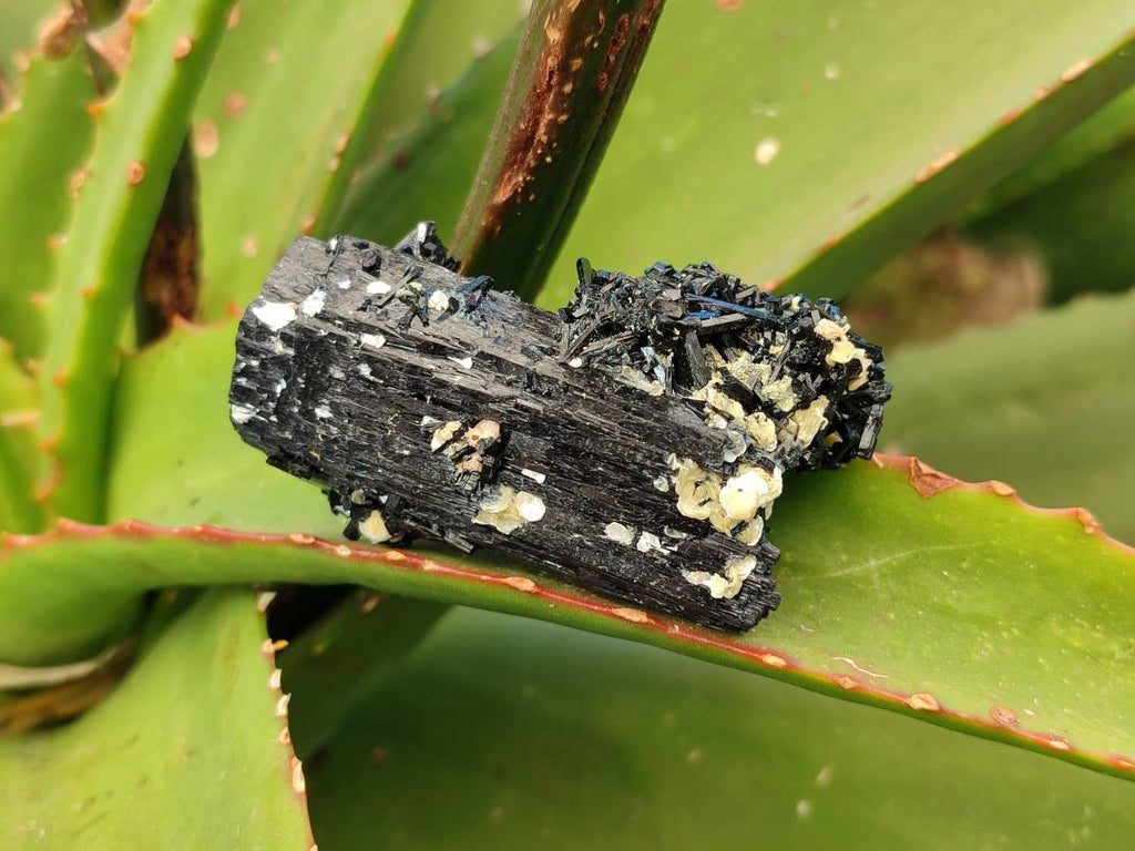 Natural Schorl Black Tourmaline Specimens x 12 From Erongo, Namibia - Toprock Gemstones and Minerals 