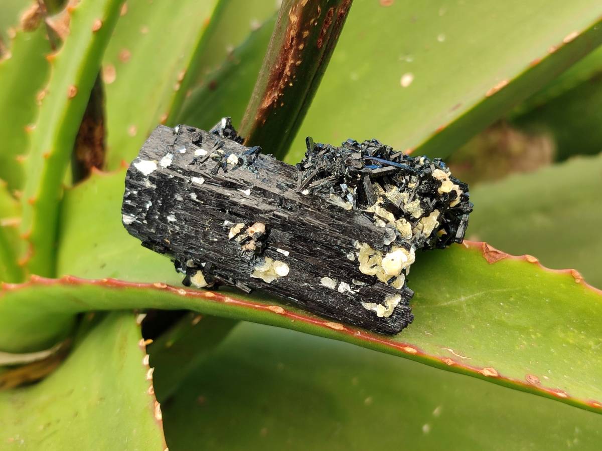 Natural Schorl Black Tourmaline Specimens x 12 From Erongo, Namibia - Toprock Gemstones and Minerals 