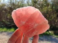 Natural Pink Rose Quartz Cobbed Specimens x 12 From North Cape, South Africa - Toprock Gemstones and Minerals 