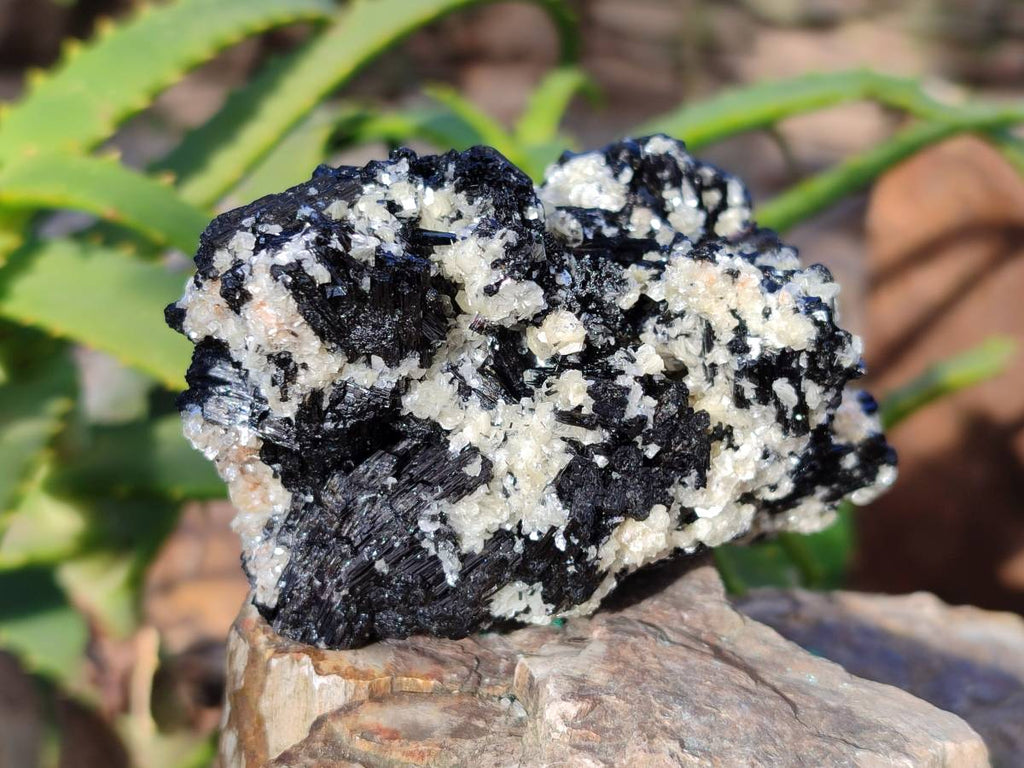 Natural Schorl Black Tourmaline Specimens x 6 From Erongo, Namibia - Toprock Gemstones and Minerals 