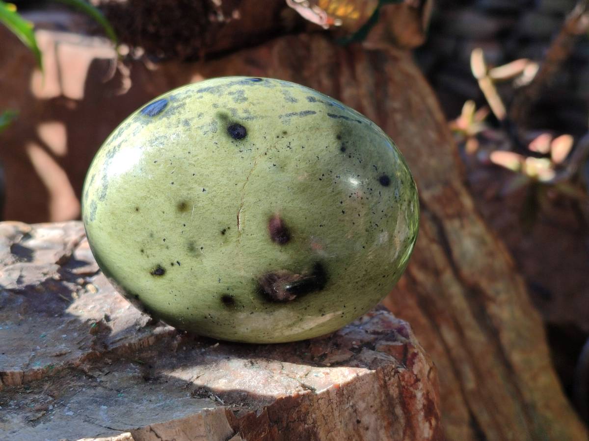 Polished Leopard Stone Palm Stones x 7 From Nyanga, Zimbabwe - Toprock Gemstones and Minerals 