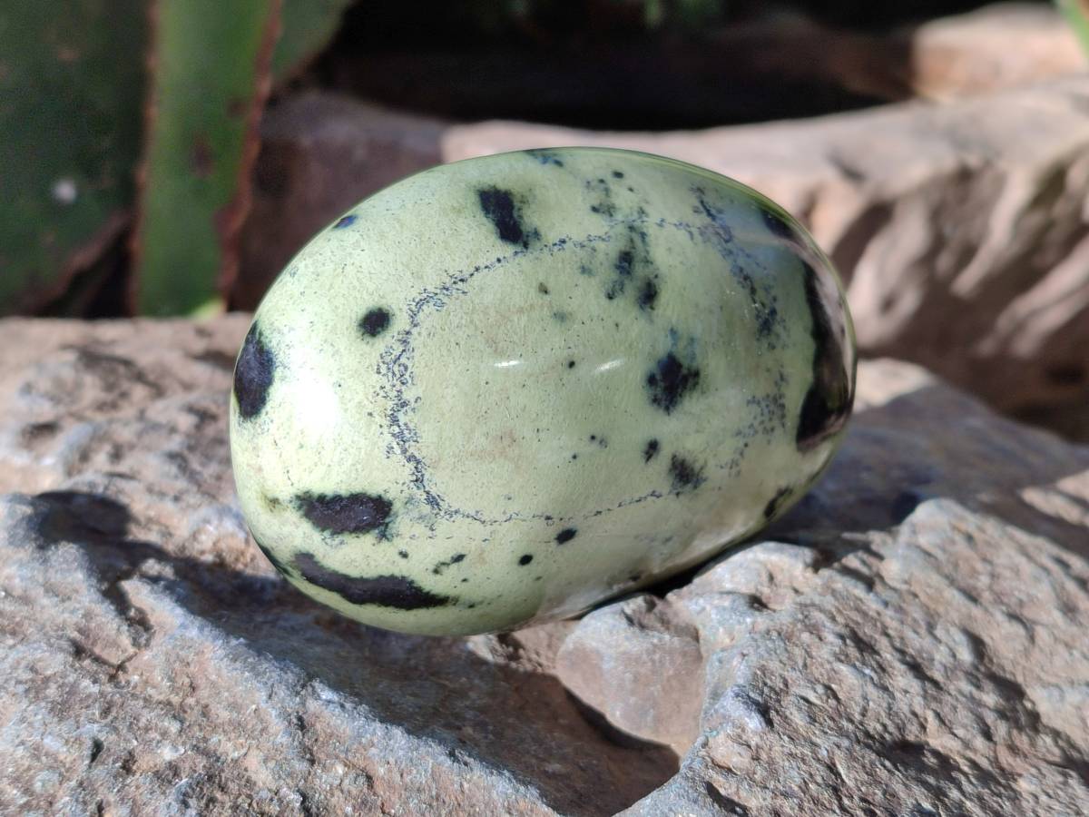 Polished Leopard Stone Palm Stones x 7 From Nyanga, Zimbabwe - Toprock Gemstones and Minerals 