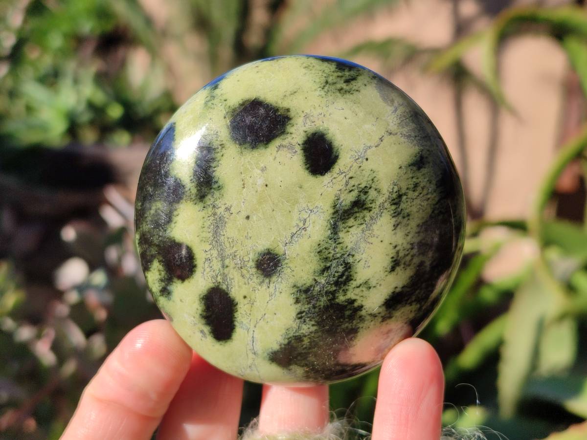 Polished Leopard Stone Palm Stones x 7 From Nyanga, Zimbabwe - Toprock Gemstones and Minerals 