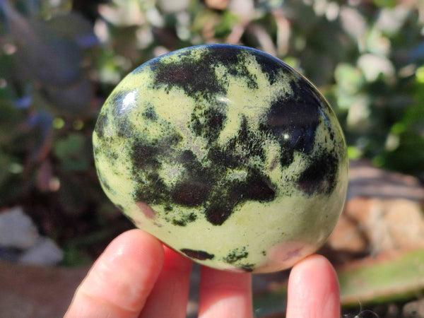 Polished Leopard Stone Palm Stones x 7 From Nyanga, Zimbabwe