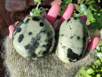 Polished Leopard Stone Palm Stones x 7 From Nyanga, Zimbabwe - Toprock Gemstones and Minerals 