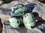 Polished Leopard Stone Palm Stones x 7 From Nyanga, Zimbabwe - Toprock Gemstones and Minerals 