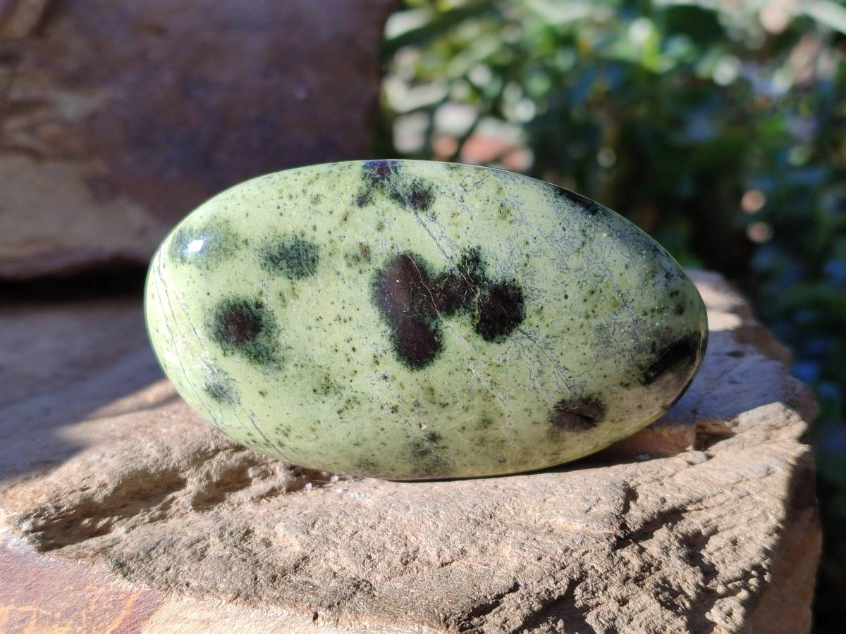 Polished Leopard Stone Palm Stones x 7 From Nyanga, Zimbabwe - Toprock Gemstones and Minerals 