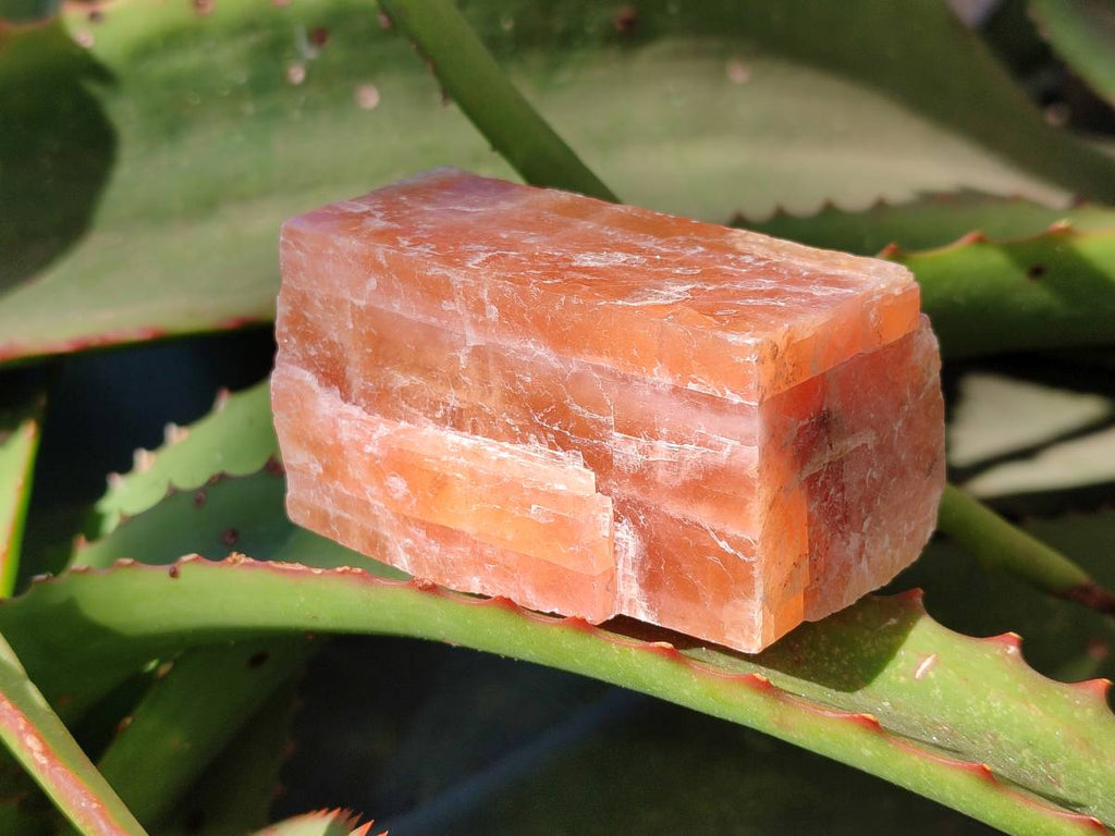 Natural Sunset Orange Calcite Specimens x 12 From Spitzkop, Namibia - Toprock Gemstones and Minerals 