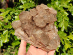 Natural Phantom Smokey Quartz Cluster x 1 From Luena, Congo - Toprock Gemstones and Minerals 