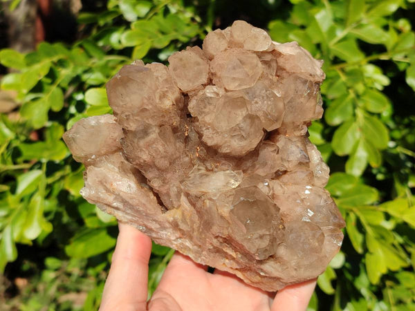 Natural Phantom Smokey Quartz Cluster x 1 From Luena, Congo