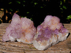 Natural Amethyst Spirit Quartz Clusters x 2 From Boekenhouthoek, South Africa - Toprock Gemstones and Minerals 
