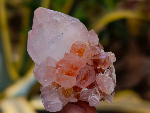Natural Amethyst Spirit Quartz Crystals x 35 From Boekenhouthoek, South Africa