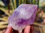 Natural Jacaranda Amethyst Quartz Crystals x 12 From Mumbwa, Zambia - Toprock Gemstones and Minerals 