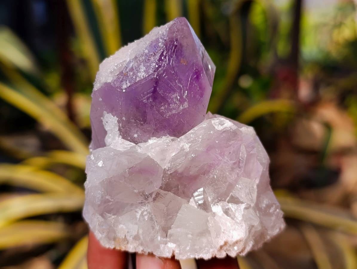 Natural Jacaranda Amethyst Quartz Crystals x 12 From Mumbwa, Zambia - Toprock Gemstones and Minerals 