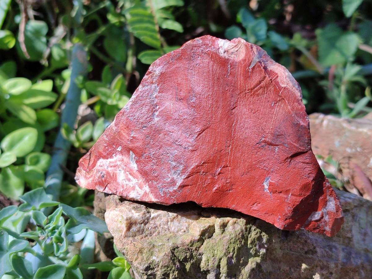 Natural Brecciated Jasper Cobbed Pieces x 19 From South Africa - Toprock Gemstones and Minerals 