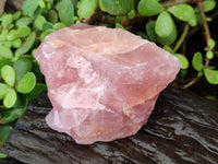 Natural Pink Rose Quartz Cobbed Specimens x 12 From North Cape, South Africa