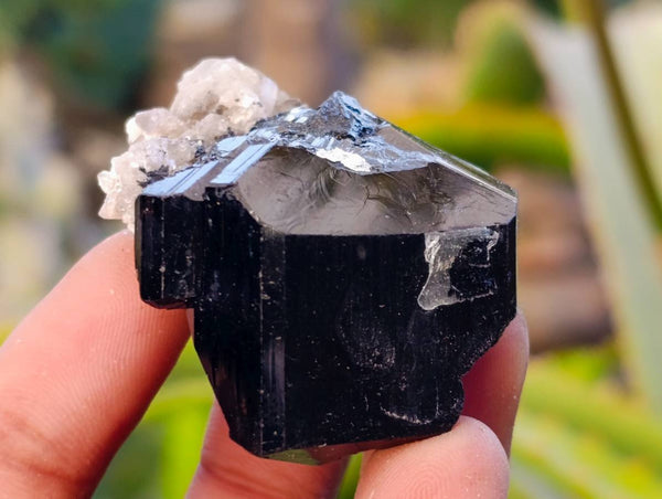 Natural Schorl Black Tourmaline Specimens x 12 From Erongo, Namibia