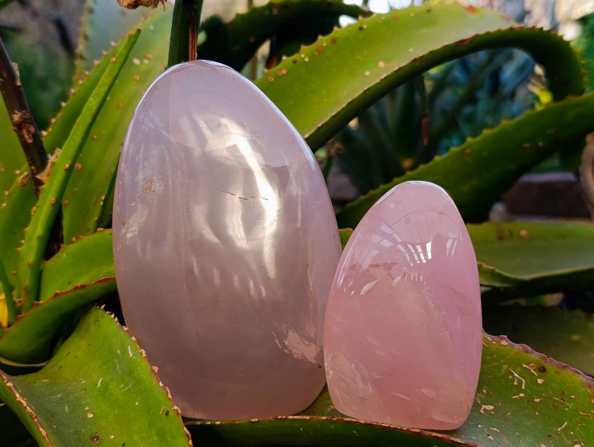 Polished Rose Quartz Standing Free Forms x 2 Madagascar - Toprock Gemstones and Minerals 