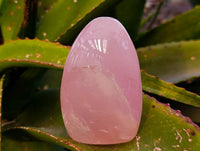 Polished Rose Quartz Standing Free Forms x 2 Madagascar
