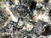 Natural Schorl Black Tourmaline Specimen x 1 From Erongo, Namibia