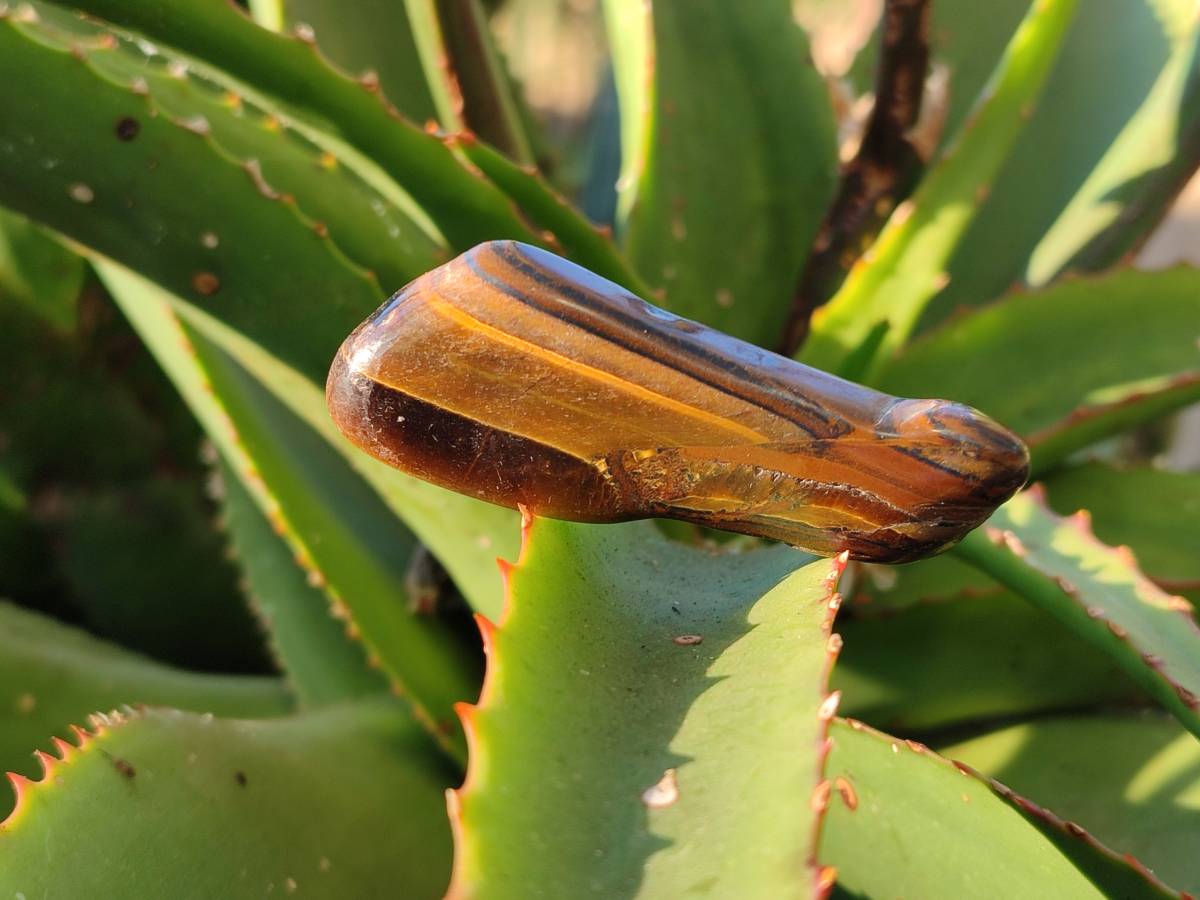 Polished Tiger's Eye Free Forms x 2.6 Kg Lot From Prieska, South Africa - Toprock Gemstones and Minerals 