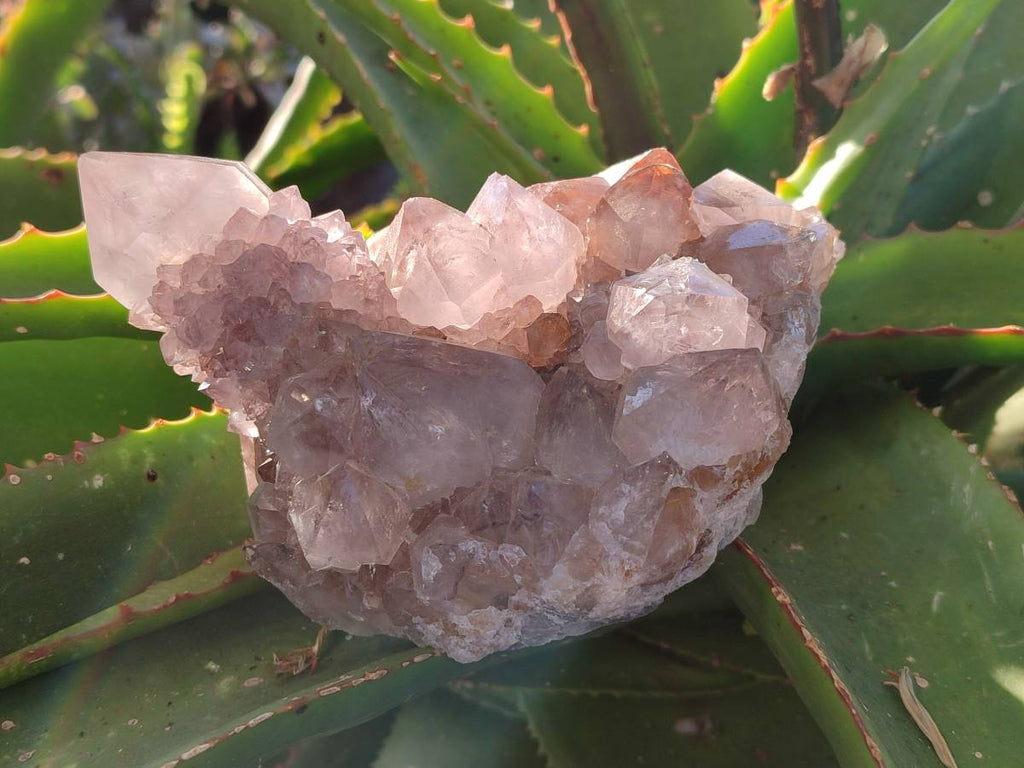 Natural Smokey Amethyst Spirit Quartz Clusters x 2 From Boekenhouthoek, South Africa - Toprock Gemstones and Minerals 