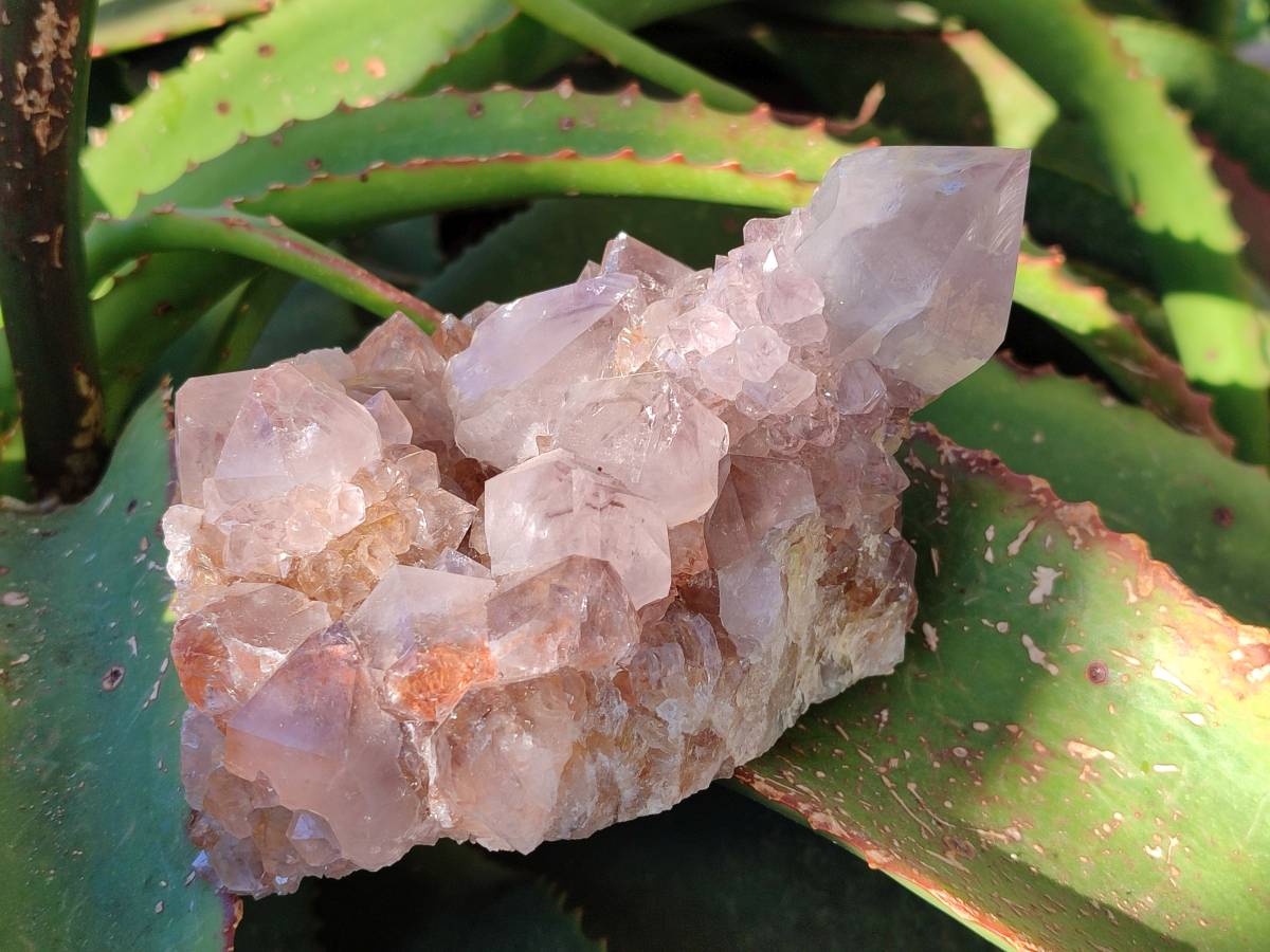 Natural Smokey Amethyst Spirit Quartz Clusters x 2 From Boekenhouthoek, South Africa - Toprock Gemstones and Minerals 