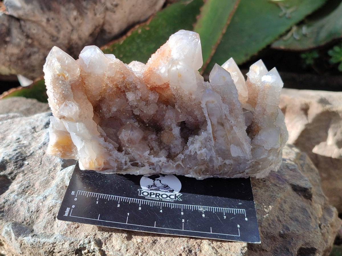 Natural Golden Limonite Coated Fairy Spirit Quartz Clusters x 4 From Boekenhouthoek, South Africa - Toprock Gemstones and Minerals 