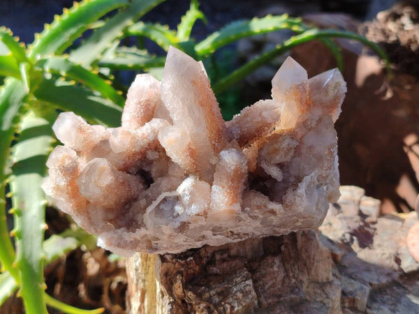 Natural Golden Limonite Coated Fairy Spirit Quartz Clusters x 4 From Boekenhouthoek, South Africa