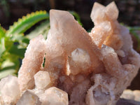 Natural Golden Limonite Coated Fairy Spirit Quartz Clusters x 4 From Boekenhouthoek, South Africa