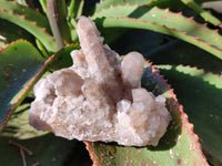 Natural Golden Limonite Coated Fairy Spirit Quartz Clusters x 4 From Boekenhouthoek, South Africa