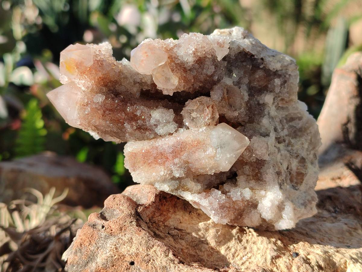 Natural Golden Limonite Coated Fairy Spirit Quartz Clusters x 4 From Boekenhouthoek, South Africa - Toprock Gemstones and Minerals 