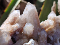 Natural Golden Limonite Coated Fairy Spirit Quartz Clusters x 4 From Boekenhouthoek, South Africa
